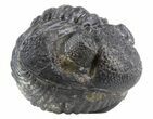 Large Enrolled Drotops Trilobite - Around #41478-1